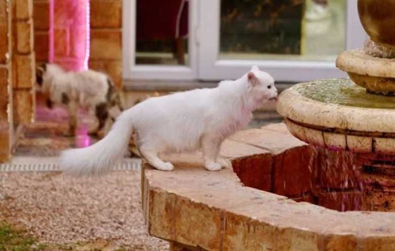 دلال 5 نجوم.. أول فندق للقطط في ليبيا بخدمات فاخرة
